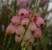 Flower bells